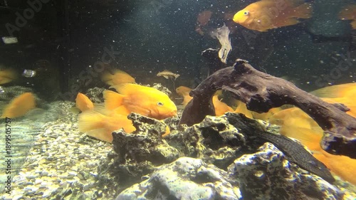 tropical fish in aquarium