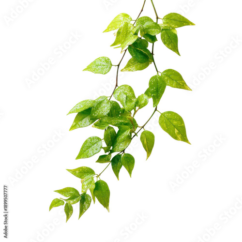 Fresh green leaves hang from a branch in a bright setting, showcasing natural beauty and life in a simple display of growth and renewal