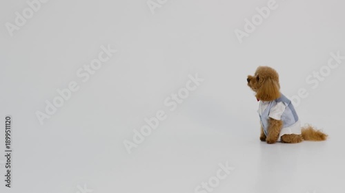 Bright studio captured playful puppy spinning energetically