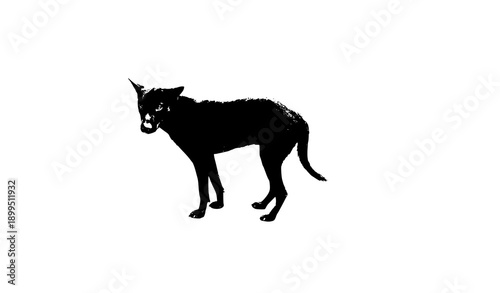 Black Stray Dog Isolated on White Background, Full Body Domestic Street Dog Cut Out, Animal Studio Shot