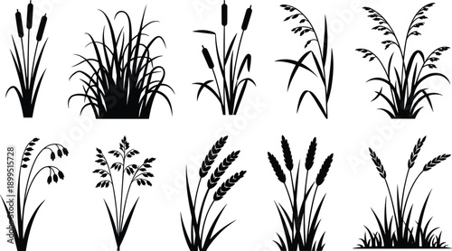Collection of black silhouette of various wetland grasses and reeds including cattails and oat stalks against a white background
