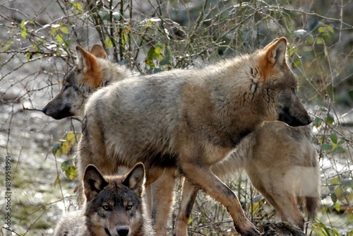 loup