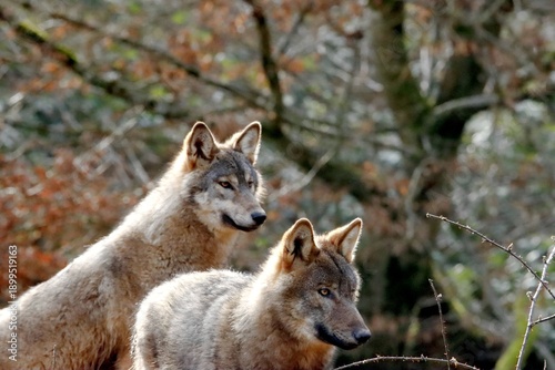loup