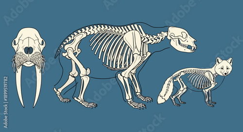 Detailed skeletal structures of arctic animals walrus bear fox anatomy biology education science osteology wildlife