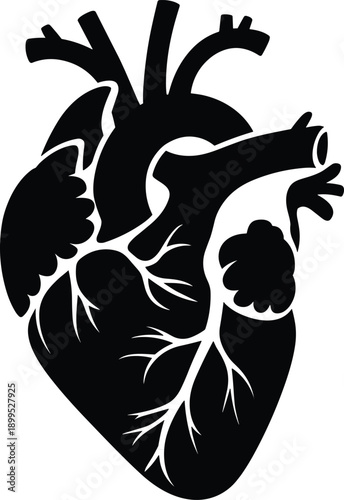 Human heart anatomy silhouette illustration, medical love symbol concept, cardiovascular health science art design isolated black graphic