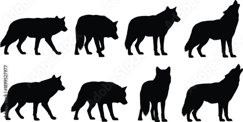 Wolf silhouette set in black and white, wild animal poses collection illustrating forest wildlife, predator behavior, nature conservation themes for graphic design and branding use