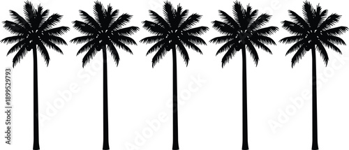 Palm tree silhouettes set, tropical summer beach nature collection, black coconut palms isolated on white background