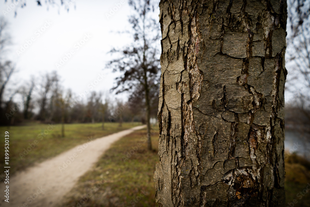 Obraz premium A close-up of a tree trunk with intricate bark texture stands in sharp focus, while a blurred dirt path recedes into the distance through a tranquil, bare forest.