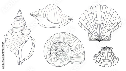 Detailed collection of various seashells and conch shells.