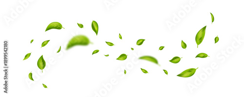 Green flying leaves banner. Wave foliage ornament. Leaf falling frame. Vegan, eco, organic product. Cosmetic pattern. Spring tree plant design. Fresh mint tea background. Air wind. Vector illustration