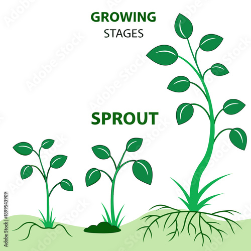 Illustration of plant growth stages from sprout to mature plant with roots visible