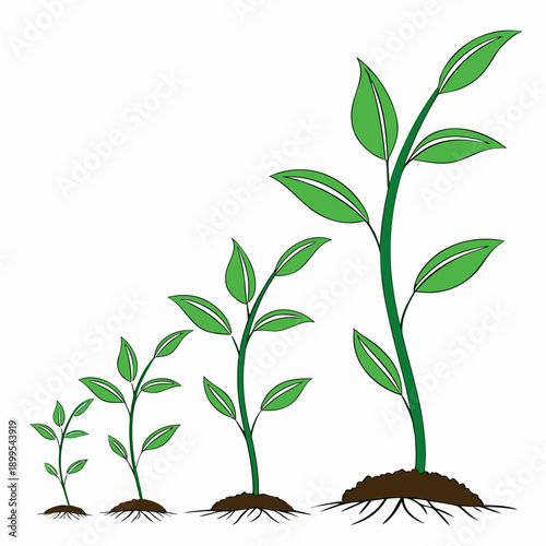 Illustration of a plant growing through successive stages of development