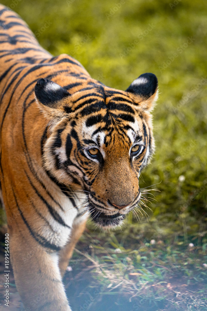 Fototapeta premium Close-up portrait of a tiger