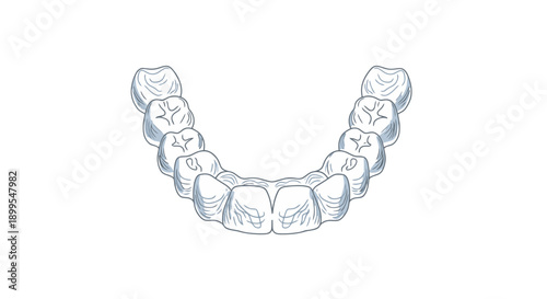 Dental illustration of lower jaw teeth from a front close-up viewpoint