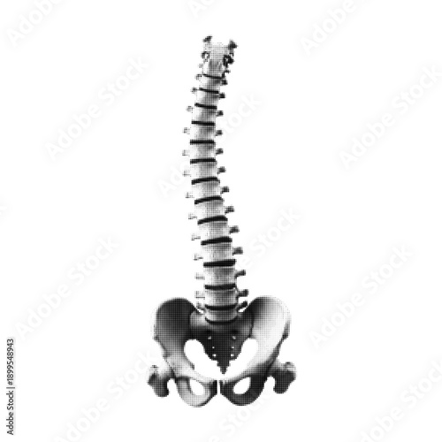 Black and white halftone illustration of a human spine with pelvis. Anatomical concept representing posture, back health, skeleton structure, medicine, and orthopedic care in vintage style.
