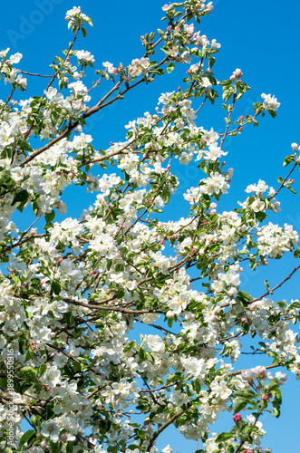 Wallpaper Mural Spring Apple Blossom over blue sky. Torontodigital.ca