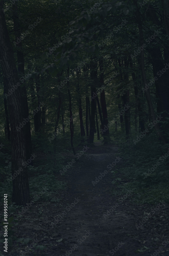 Fototapeta premium Dark road through fantasy forest at night, scary halloween landscape.