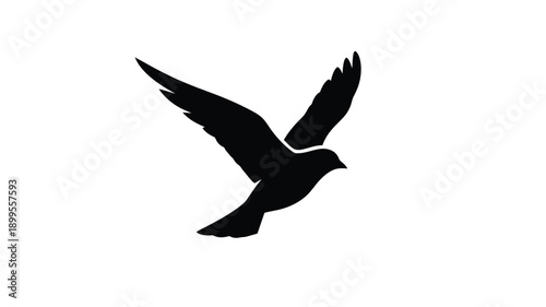 a striking black bird in flight wings spread wide silhouette