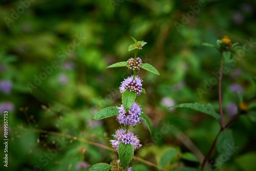 Flowering field mint (Mentha arvensis) in its natural environment.