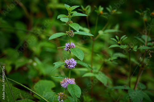 Flowering field mint (Mentha arvensis) in its natural environment.