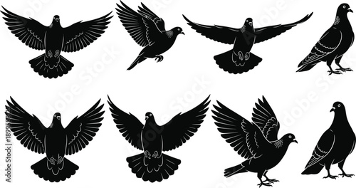 Black pigeon silhouettes set showing flying and standing poses, detailed dove birds isolated on white background, avian motion, freedom, wildlife illustration design