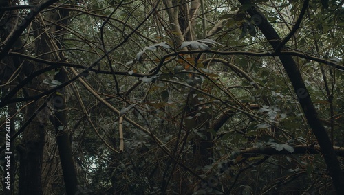 Dense Forest With Trees and Plants Filling the Space in the Early Morning Light