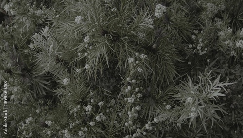 Green Plants With Small White Flowers Grow Together in a Natural Setting Duri...