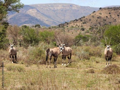 Canvas-taulu Gemsbok in the veld