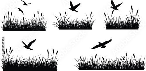 Silhouette of flying birds over grass and reeds representing nature, wildlife, freedom, and peaceful landscape scenery isolated on white background for design and stock illustration use