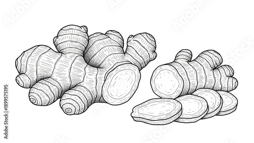 Detailed line art drawing of a ginger root with several sliced pieces showing the inner texture and rings for culinary and medicinal concepts.