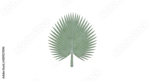 Green palm leaf against a light gray background