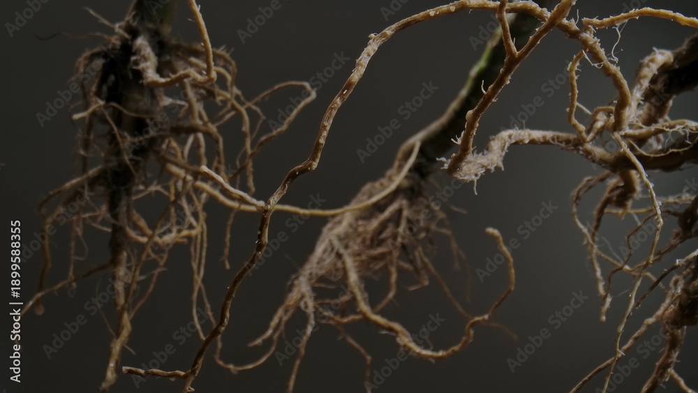 Fototapeta premium Macro shot of a tree or plant root system showcasing intricate textures and organic patterns in nature.