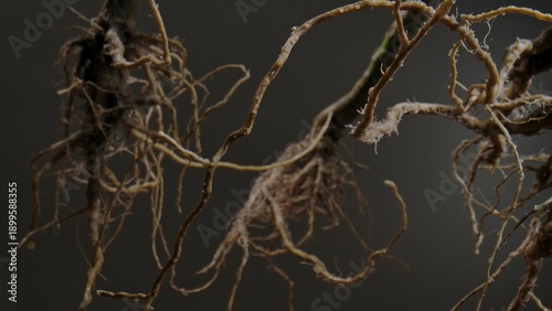 Tablou pe pânză Macro shot of a tree or plant root system showcasing intricate textures and organic patterns in nature