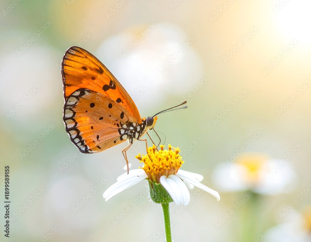Fototapeta premium Orange Butterfly on White Flower Petals.