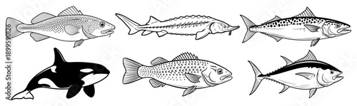 Set of realistic fish and orca vector illustrations in black and white