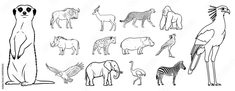 Obraz premium Large collection of african safari animal sketches and wildlife illustrations