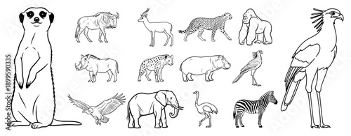 Large collection of african safari animal sketches and wildlife illustrations