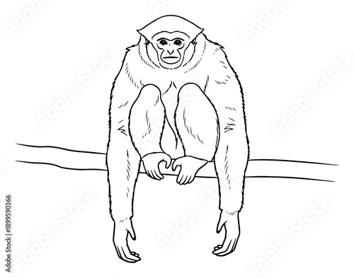 Gibbon monkey sitting on tree branch front view drawing