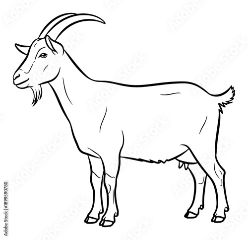 Domestic farm goat standing side view vector illustration