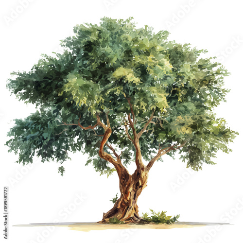 Indian Sandalwood Tree, watercolor drawing vector, isolated on a white background.
