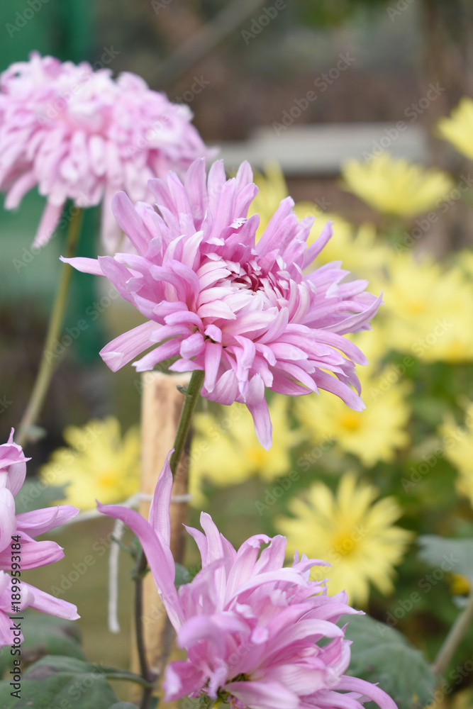 Obraz premium Beautiful Pink chrysanthemum flowers closeup in the winter garden, Closeup of Chrysanthemum flower, Field of the Pink Chrysanthemum, Beautiful Pink flower blooming in nature.