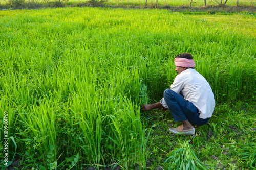 Indian Farmer Cutting Grass in Lush Green Field