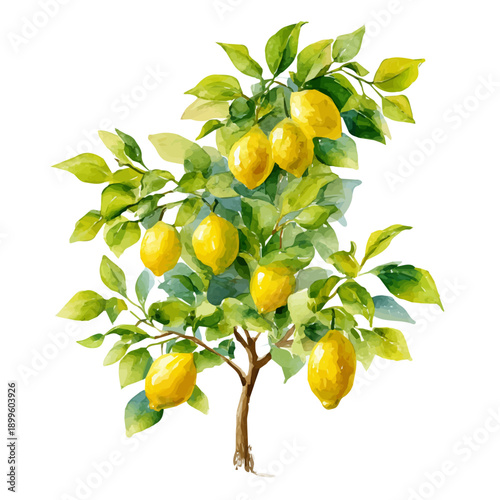 watercolor of Lemon Tree, vector, isolated on a white background.