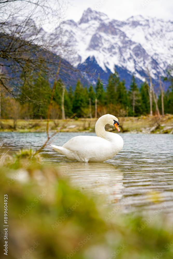 Fototapeta premium A swan along the Isar River with alpine mountains in the background.