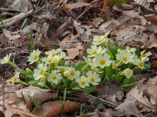 Zu sehen ist eine Aufnahme einer Gruppe blühender Stängelloser Schlüsselblumen (Primula vulgaris).