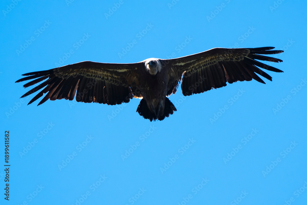 Obraz premium Vautour fauve