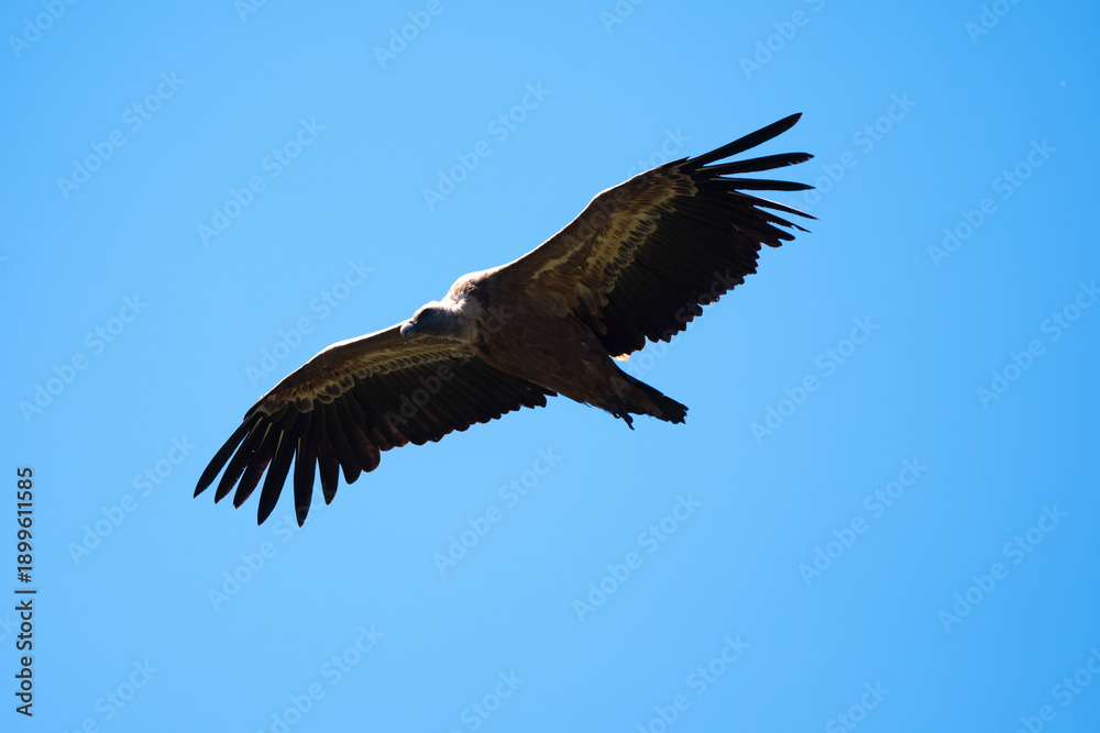 Fototapeta premium Vautour fauve