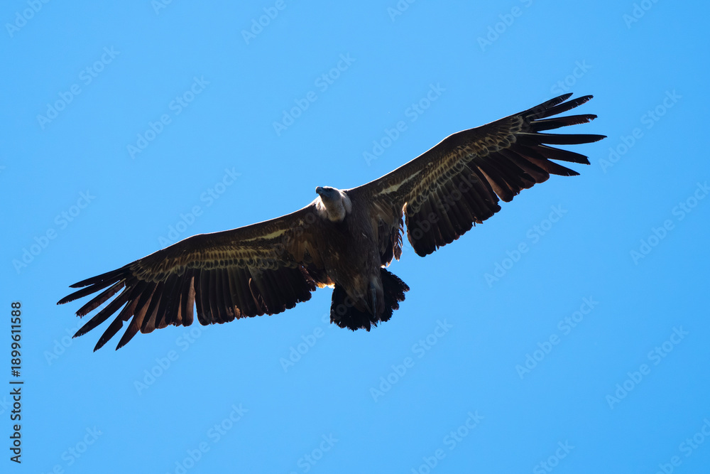 Fototapeta premium Vautour fauve