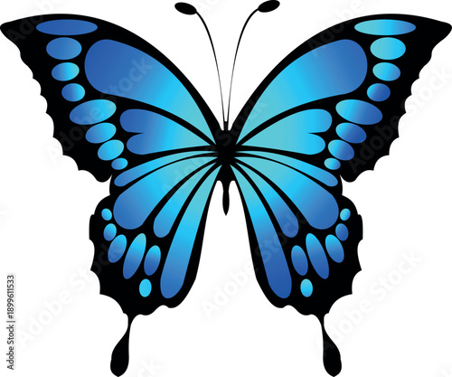 Beautiful blue butterfly vector illustration with colorful wings and black antennae isolated on white background depicting a delicate spring insect in nature