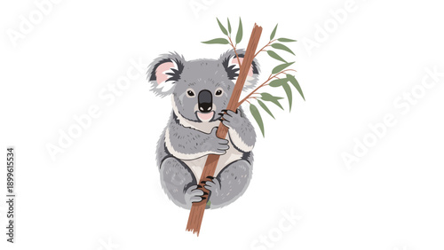 Adorable gray koala bear clings to a eucalyptus branch with green leaves against a simple white background.